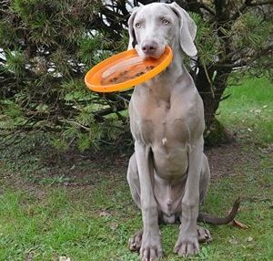 kong frisbee.jpg