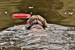 medical pet shirt hond.jpg