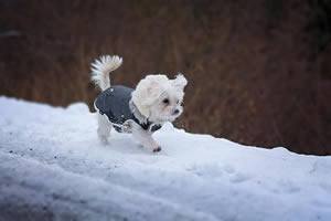 puppy kleding.jpg