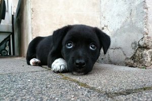 puppy speelgoed.jpg