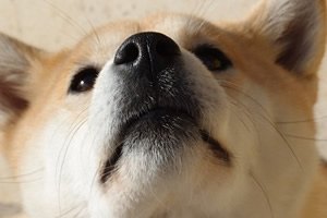 shiba t shirt.jpg