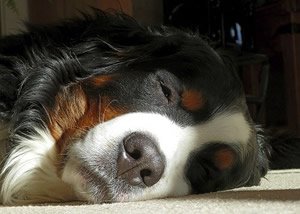 slapend hondje.jpg