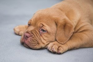 slapende hond.jpg