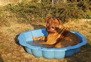 speelgoed hond.jpg