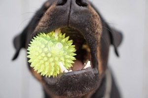 sterk honden speelgoed.jpg