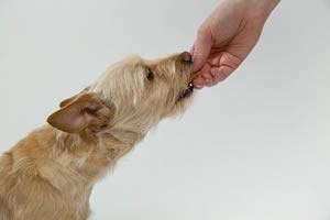 voer honden.jpg
