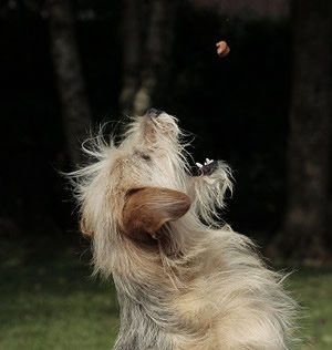 voer voor hond.jpg