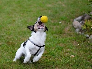 werpstok hond.jpg